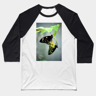 Mating Cairns Birdwings Baseball T-Shirt